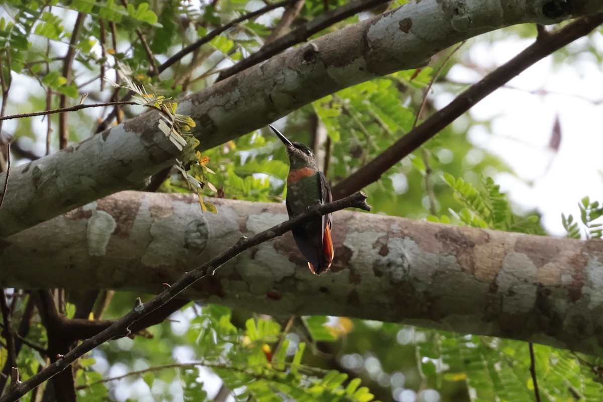 ホウセキハチドリ - ML643956070