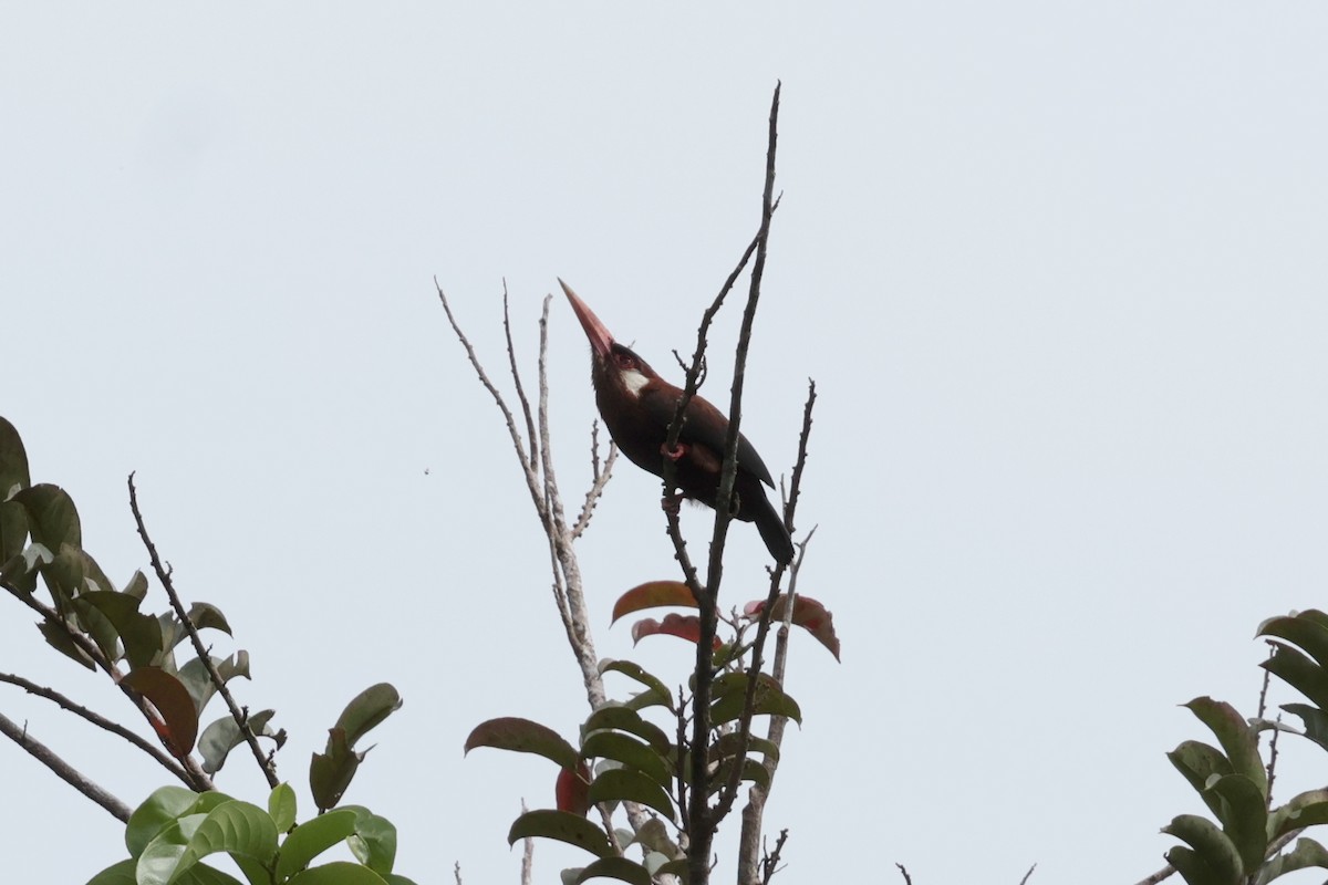 White-eared Jacamar - ML643956073