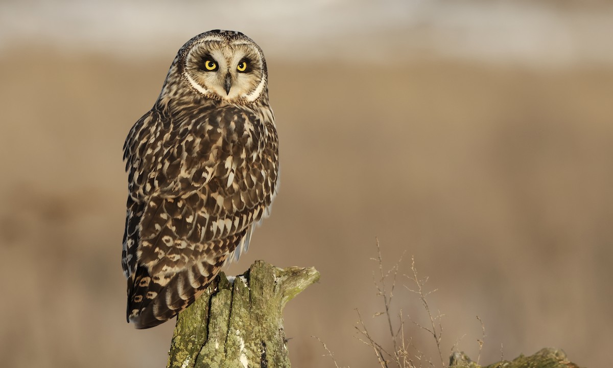Short-eared Owl - ML643956076