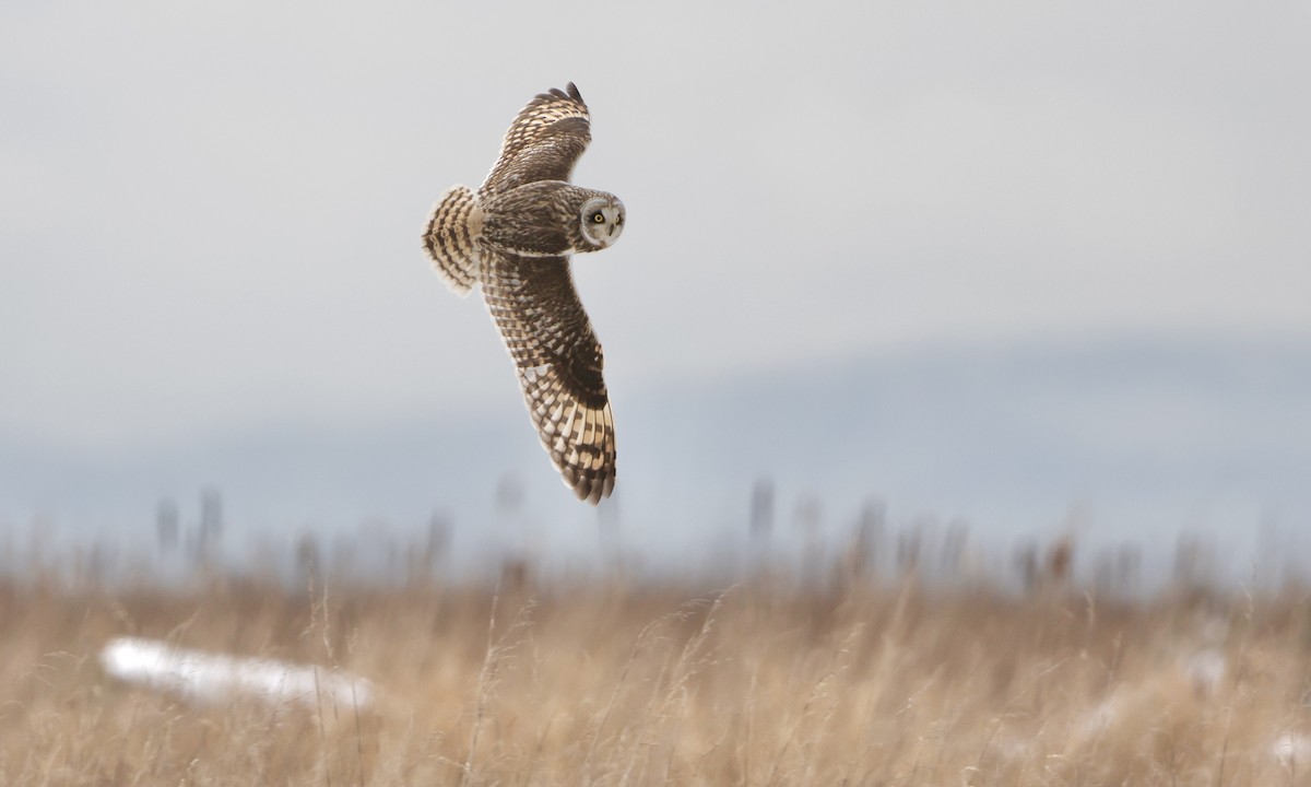 Short-eared Owl - ML643956077