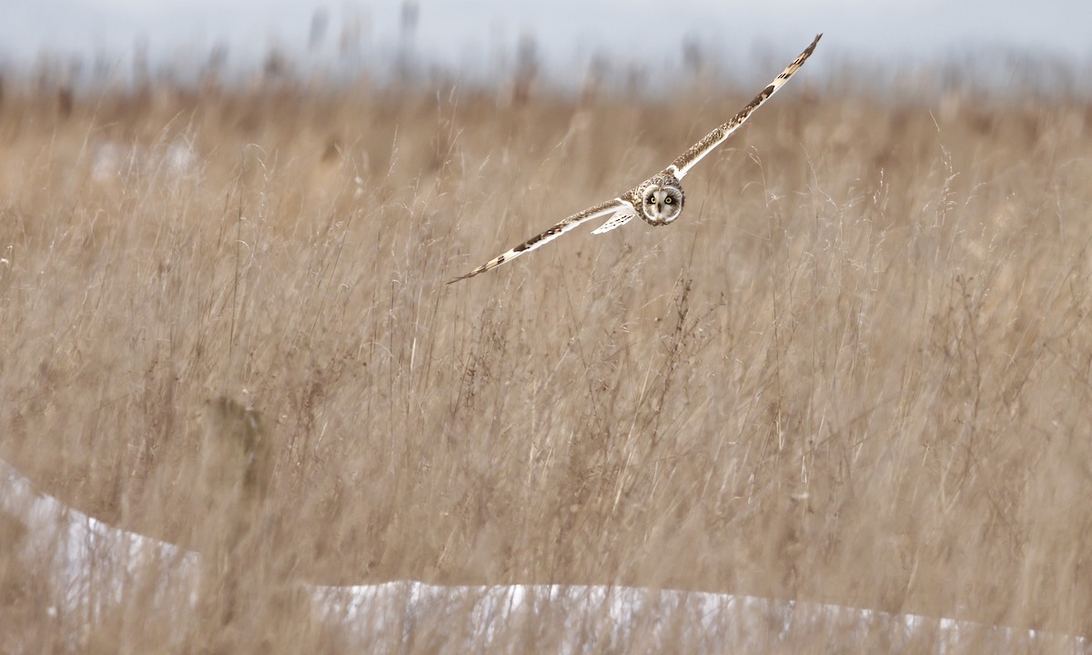 Short-eared Owl - ML643956082