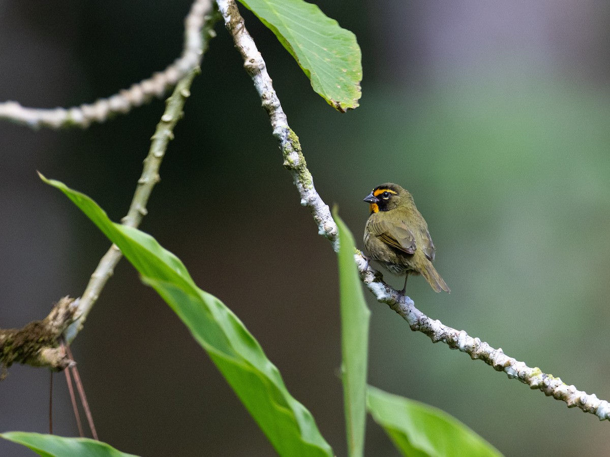 Yellow-faced Grassquit - ML643956084