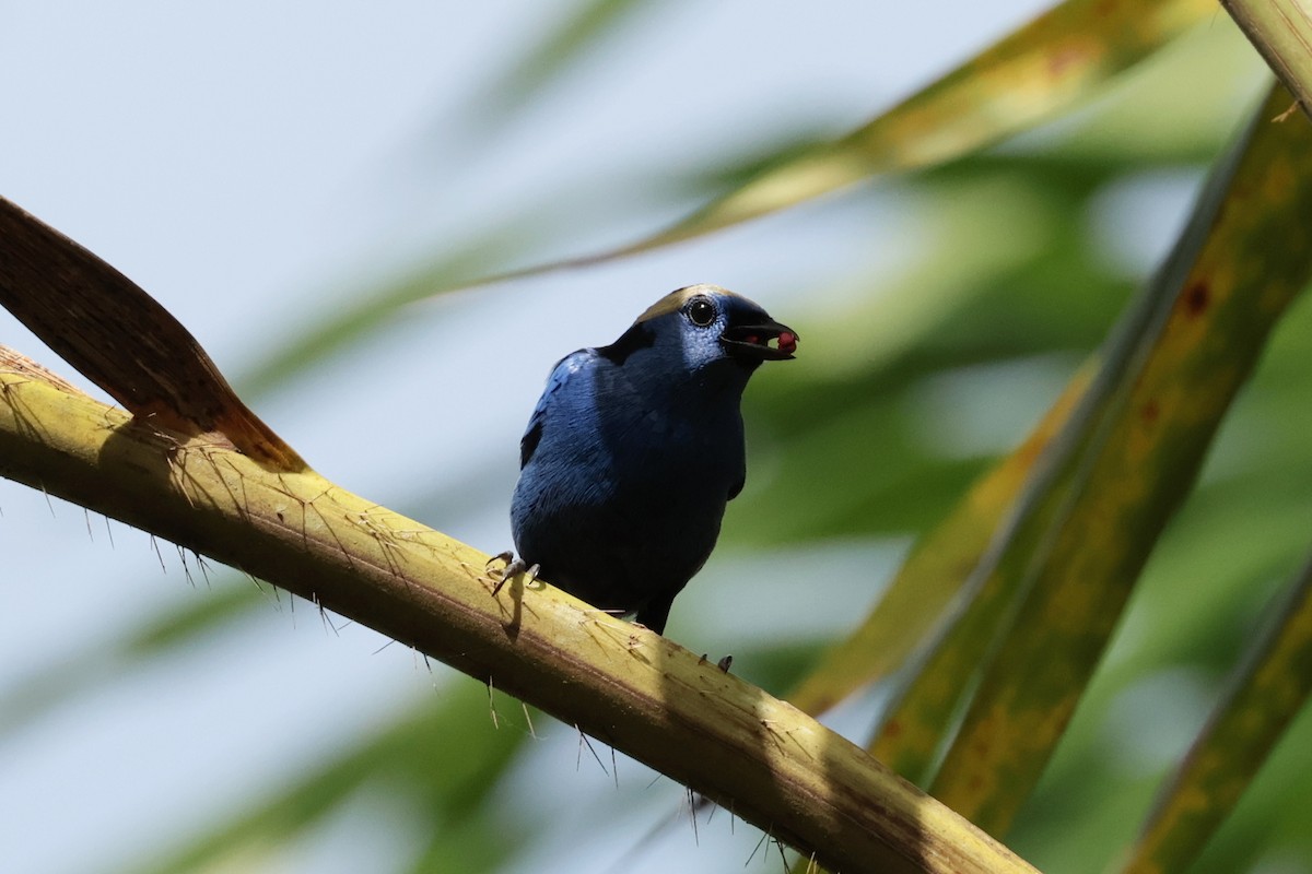 シロボウシフウキンチョウ - ML643956090