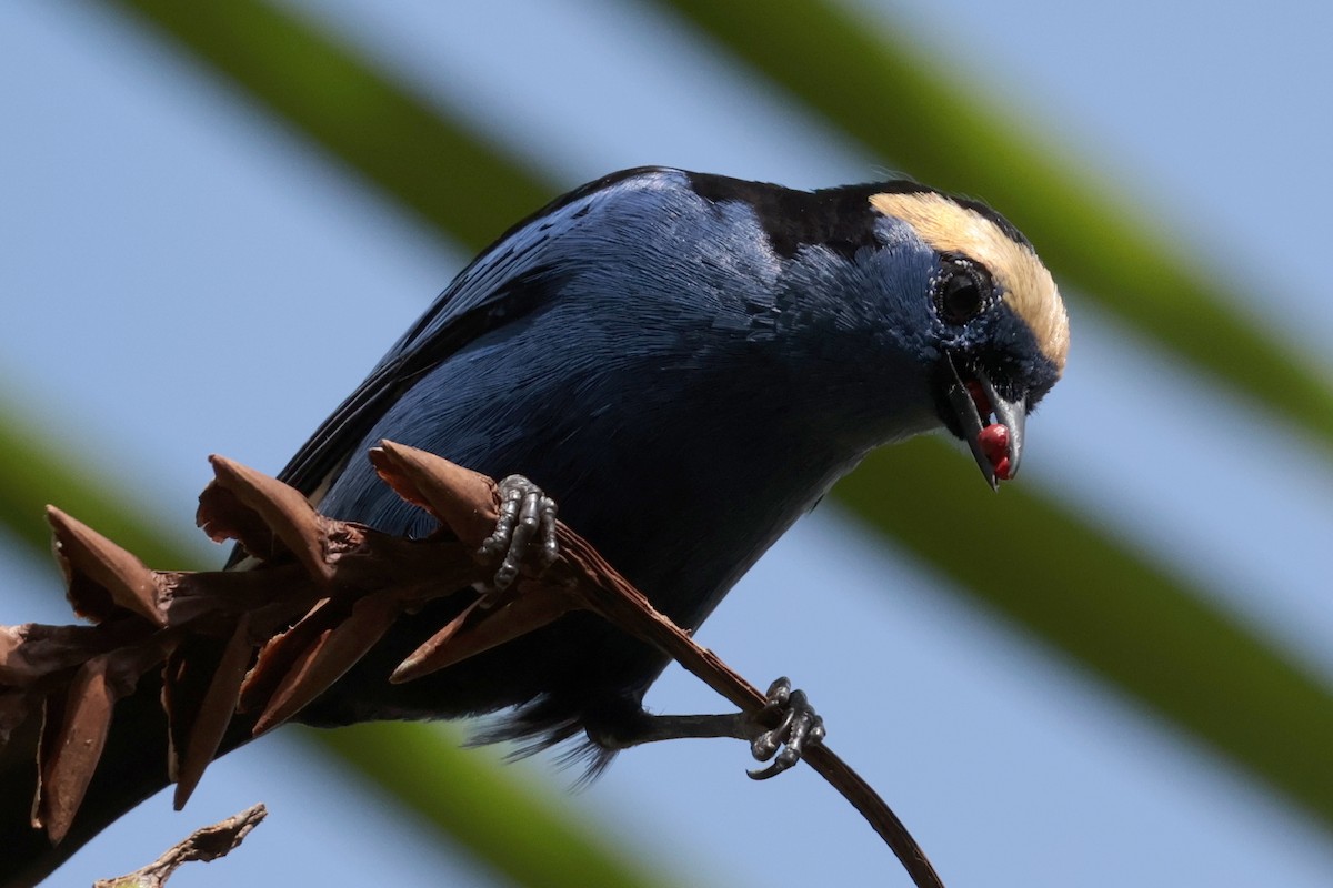 シロボウシフウキンチョウ - ML643956091