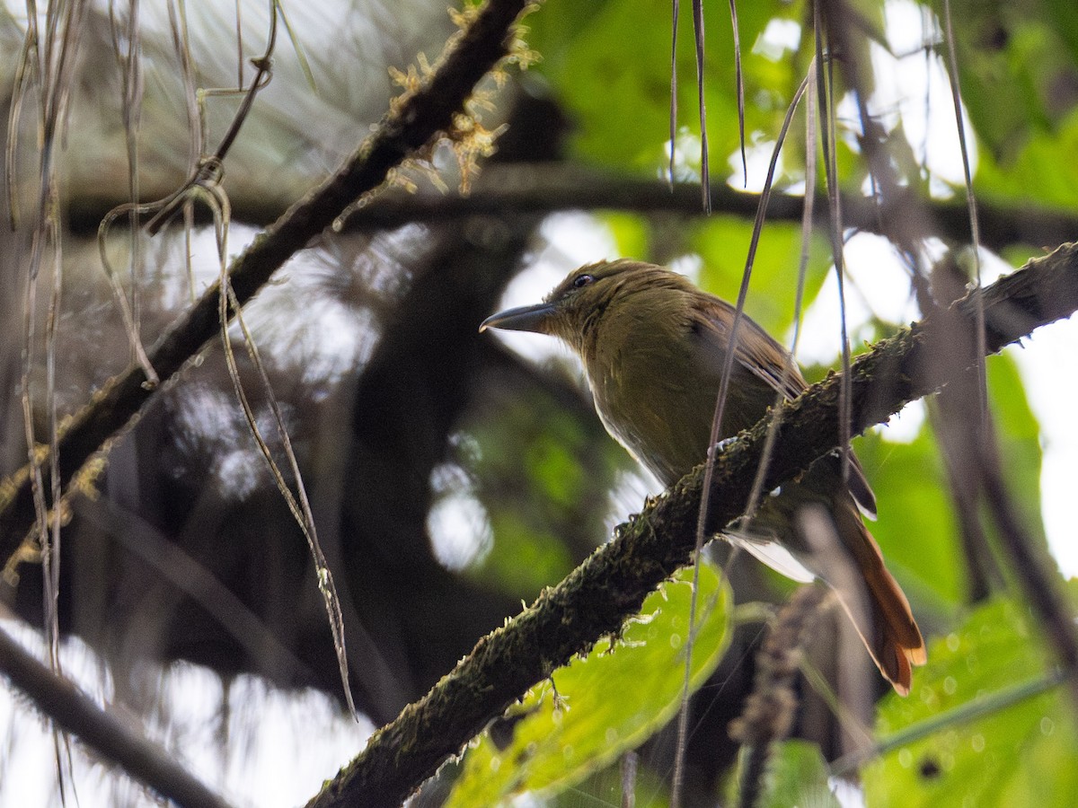 Russet Antshrike - ML643956093