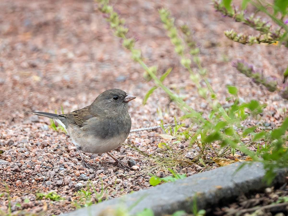 Junco ardoisé - ML643956110