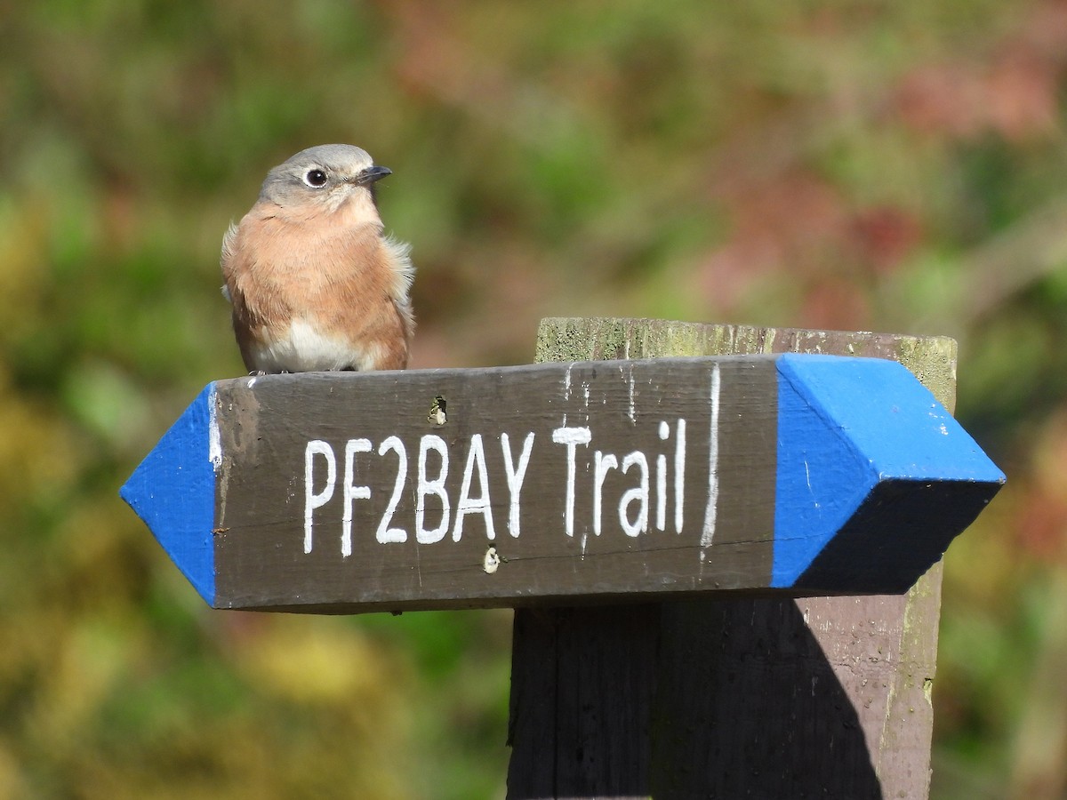 Eastern Bluebird - ML643956115