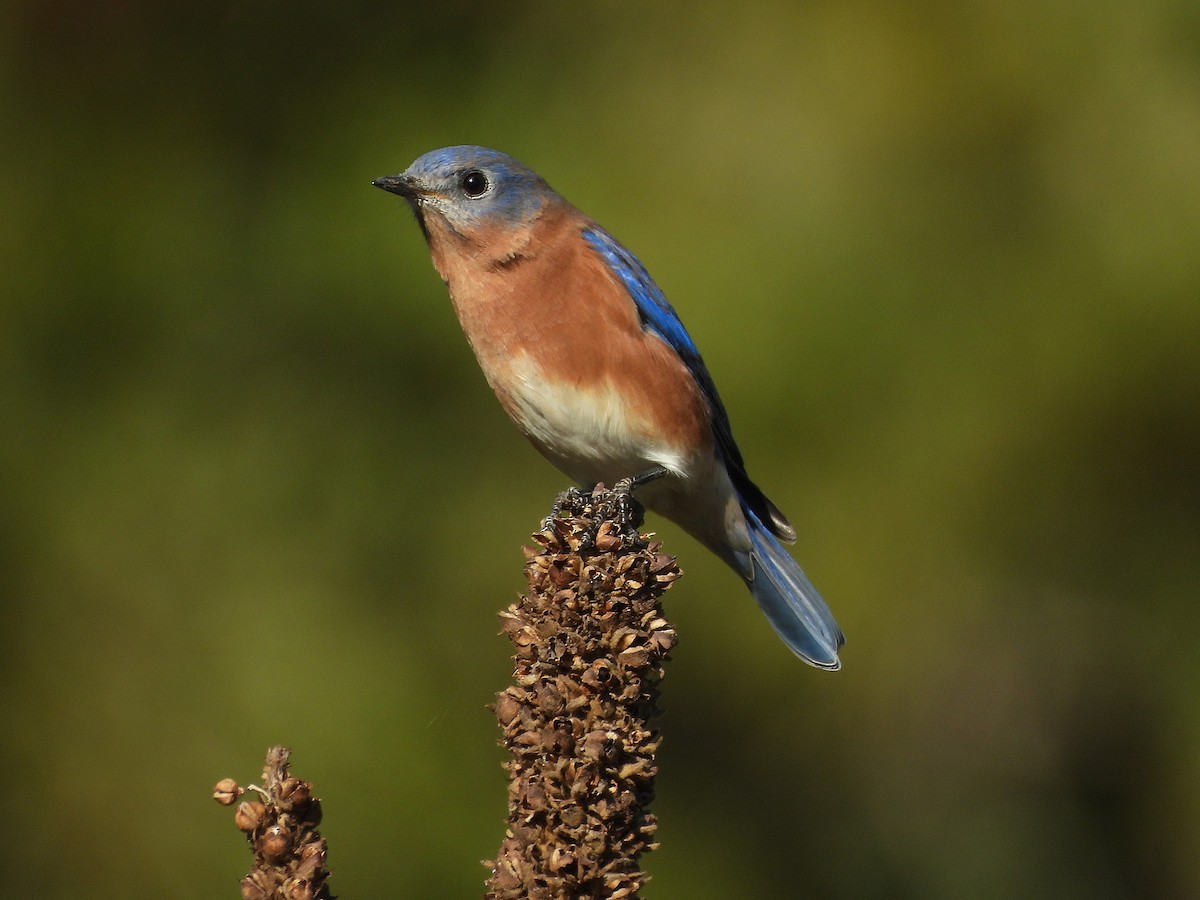 Eastern Bluebird - ML643956116