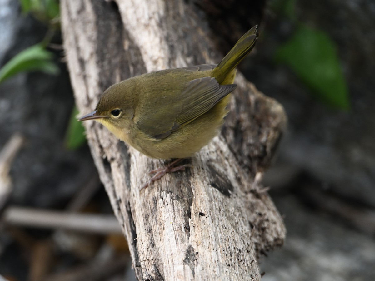 Common Yellowthroat - ML643956117