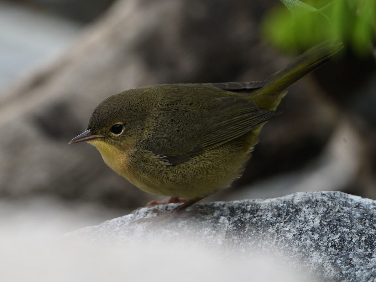 Common Yellowthroat - ML643956118