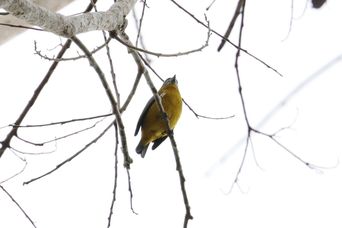 Sarıca Öfonya - ML643956119