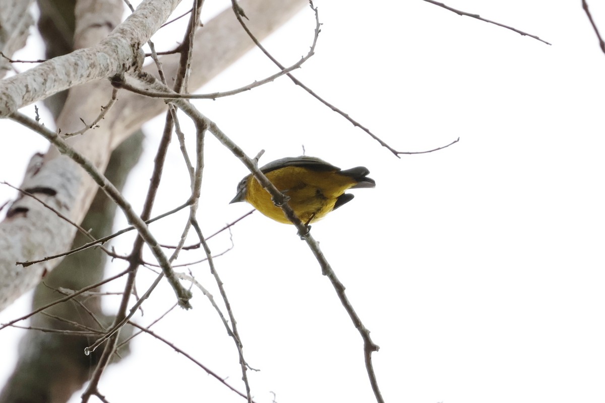 Sarıca Öfonya - ML643956120