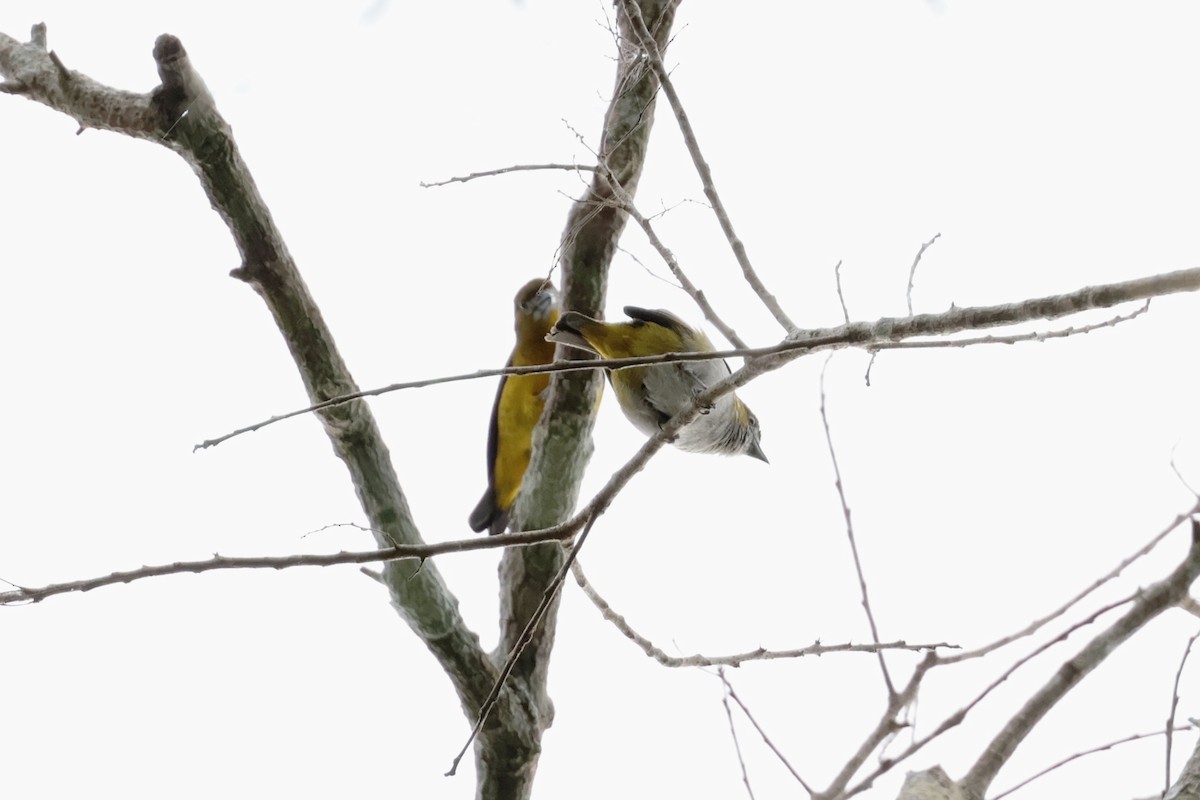 Sarıca Öfonya - ML643956121