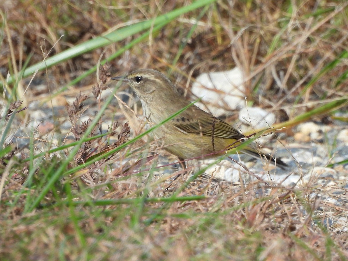 Palm Warbler - ML643956136
