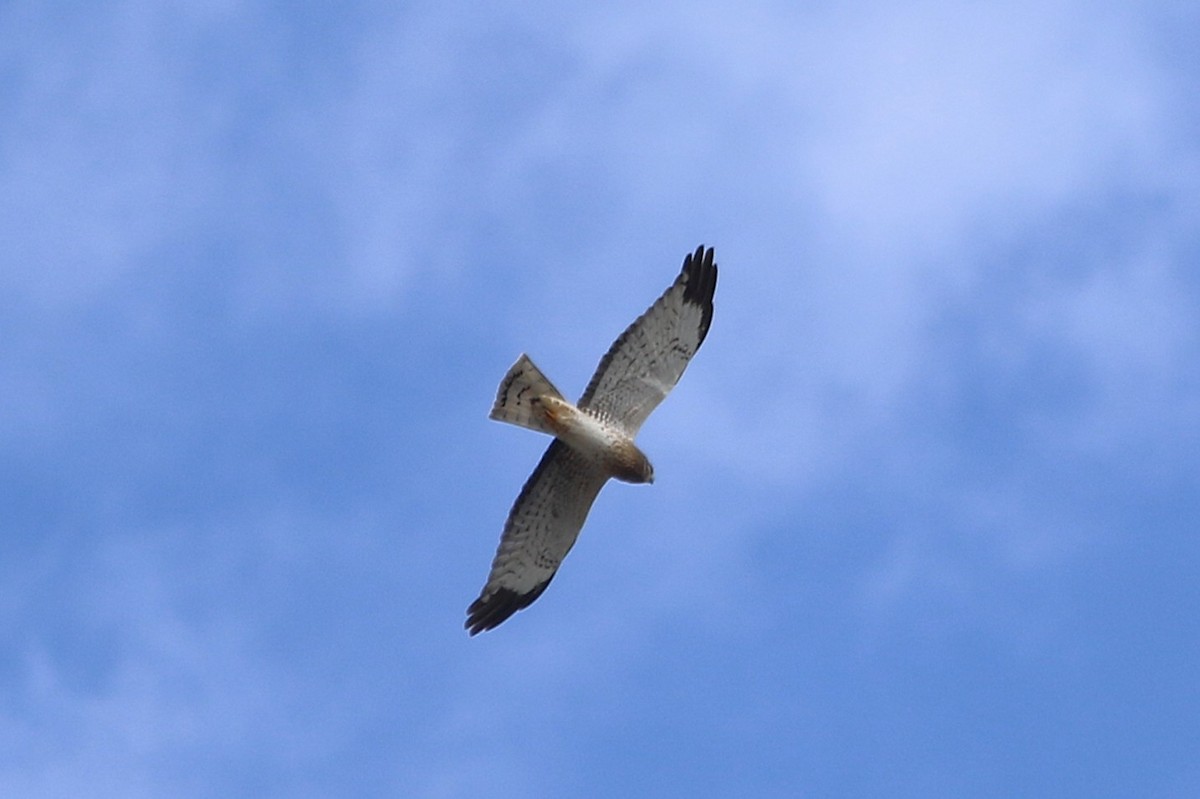 Northern Harrier - ML643956137