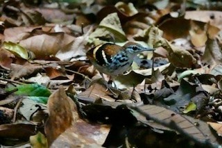 Banded Antbird - ML643956139