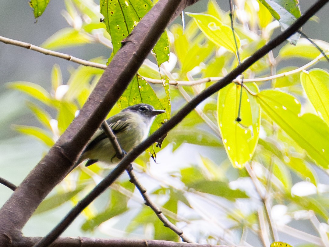 Yellow-winged Flatbill - ML643956145