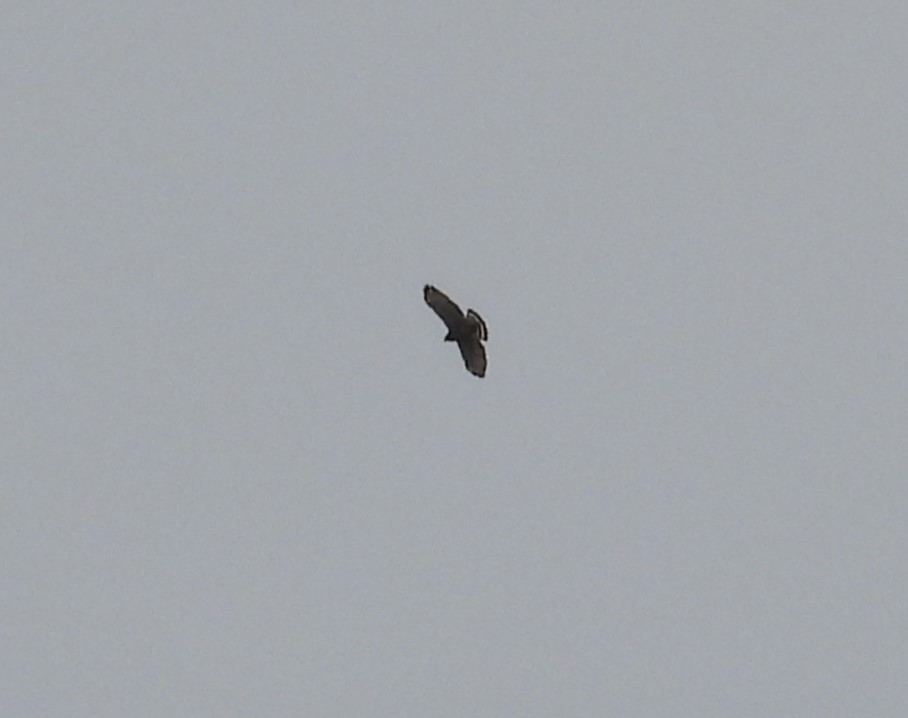 Broad-winged Hawk - ML643956155