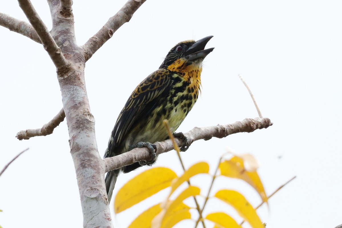 オウゴンゴシキドリ - ML643956159