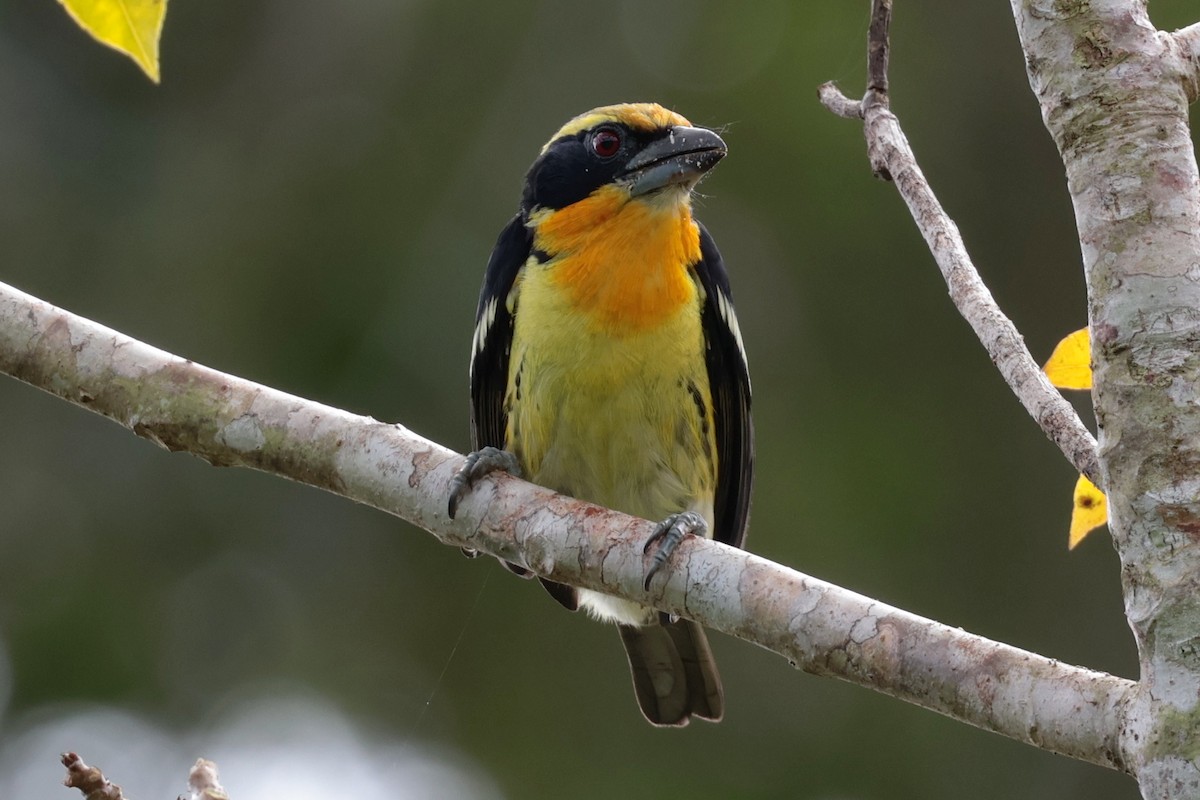 オウゴンゴシキドリ - ML643956160