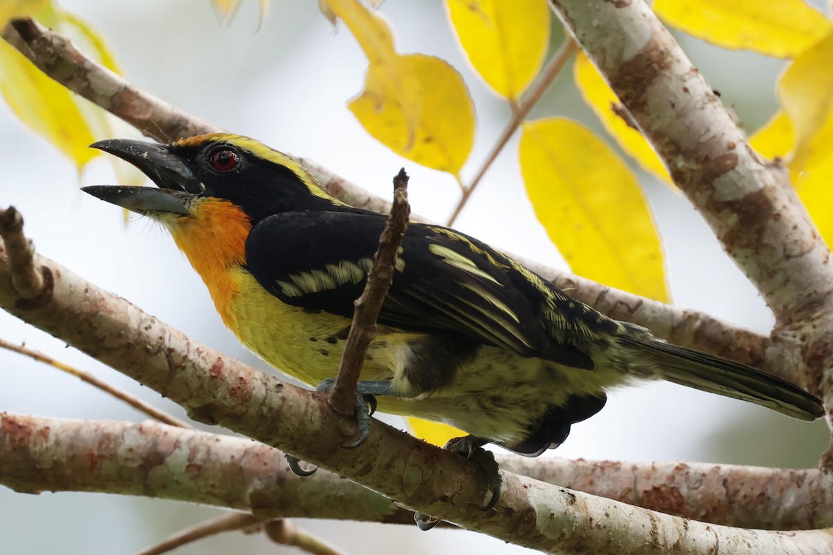 オウゴンゴシキドリ - ML643956161