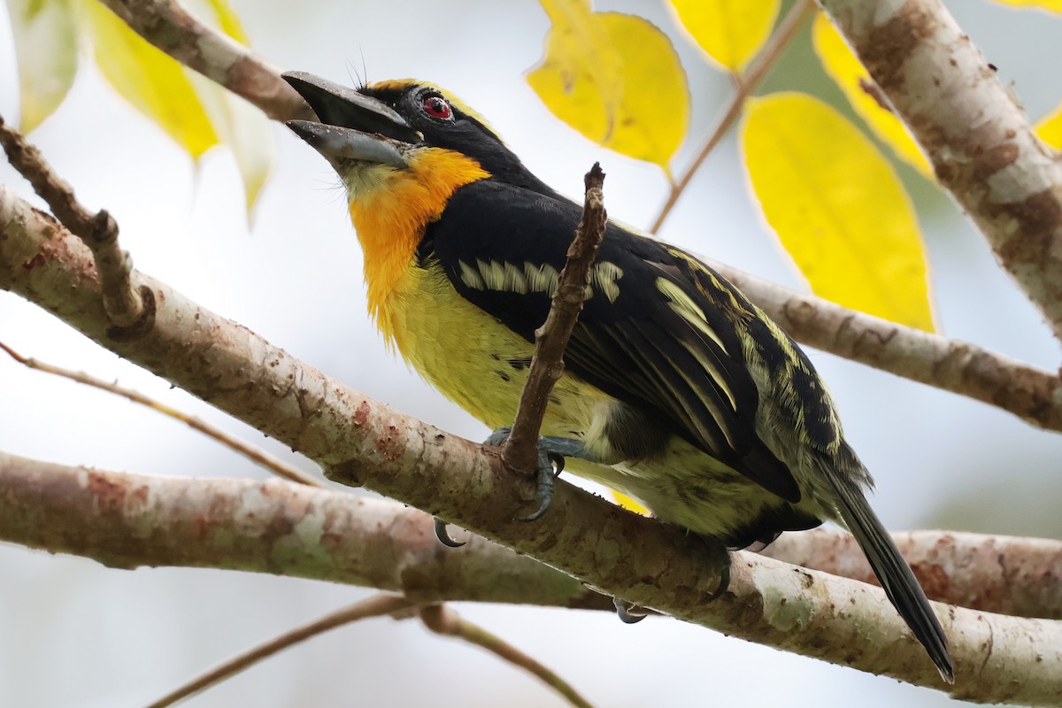 オウゴンゴシキドリ - ML643956162