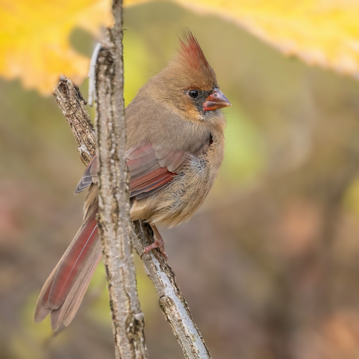 Cardinal rouge - ML643956168