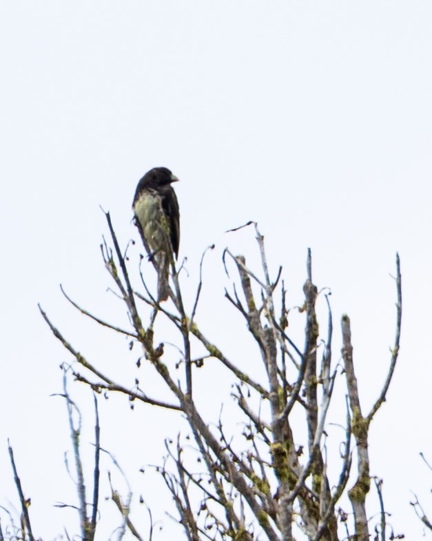 Yellow-bellied Seedeater - ML643956169