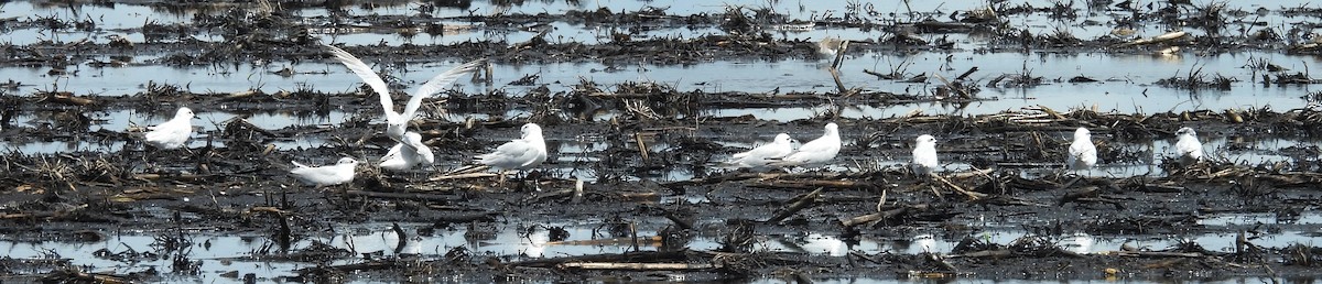 Gull-billed Tern - ML643956172
