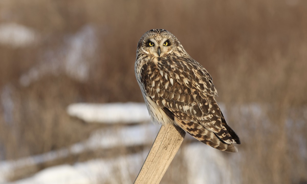 Short-eared Owl - ML643956174