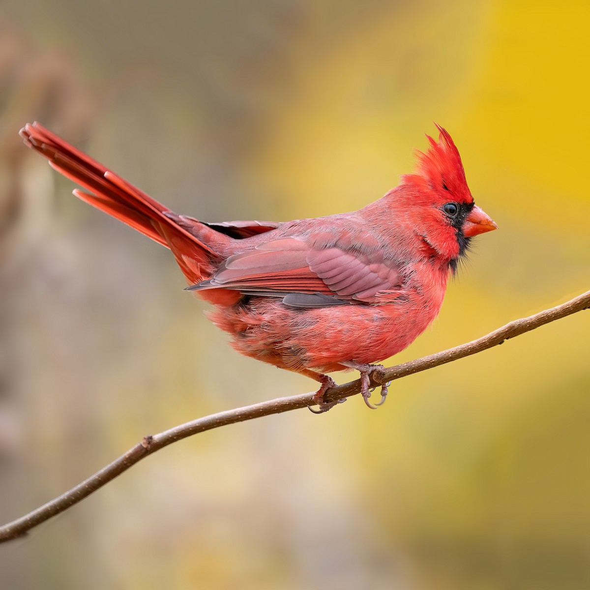 Cardinal rouge - ML643956176