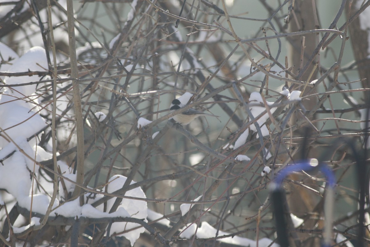 Black-capped Chickadee - ML643956180