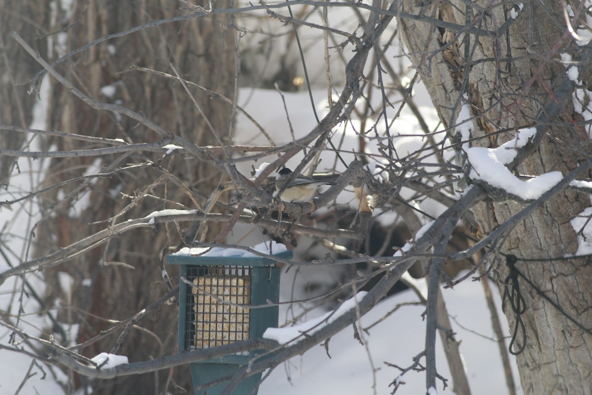 Black-capped Chickadee - ML643956183