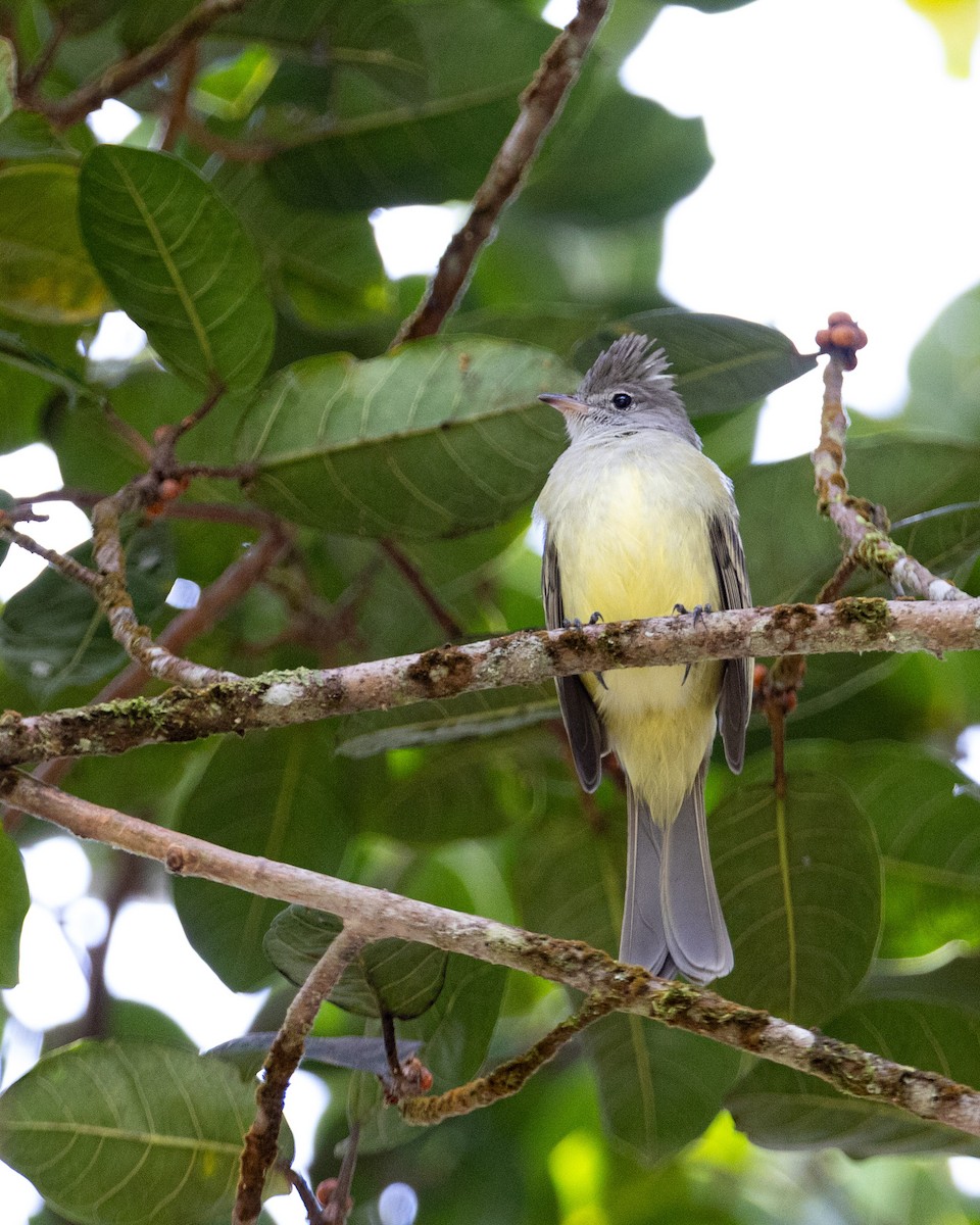 Yellow-bellied Elaenia - ML643956203