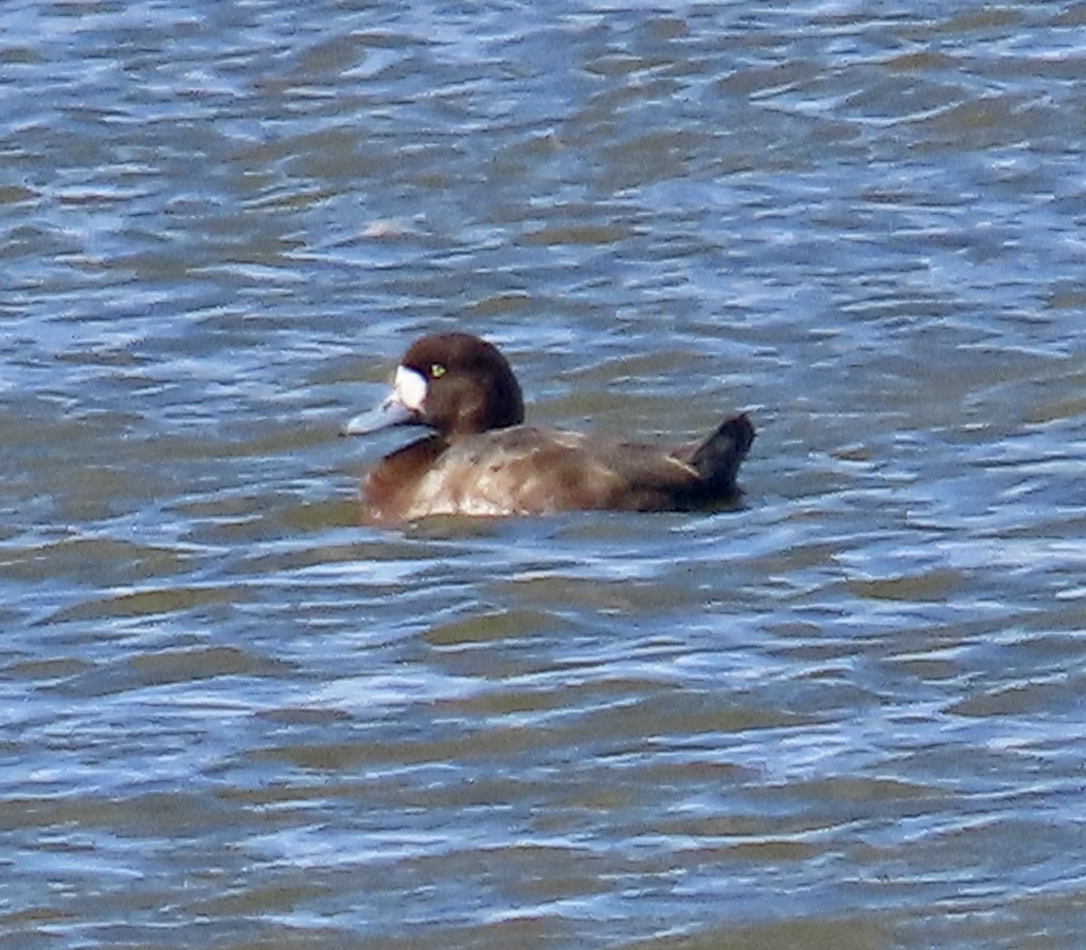 Тэнгисийн шумбуур - ML643956211