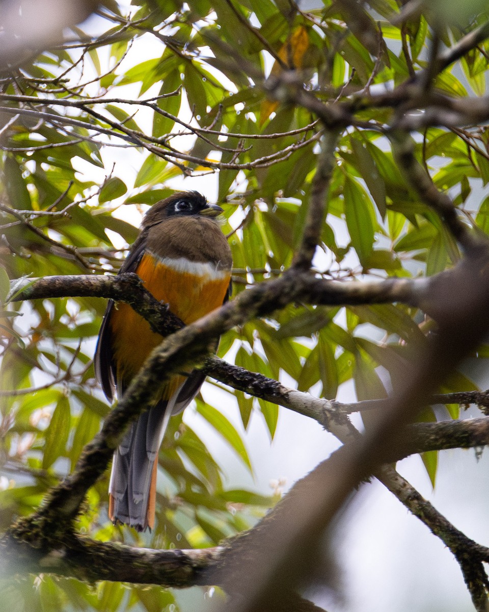 båndtrogon - ML643956231