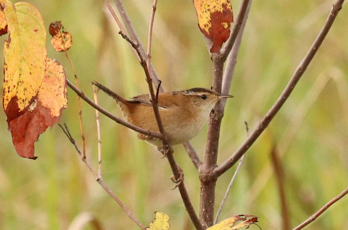 Marsh Wren - ML643956237