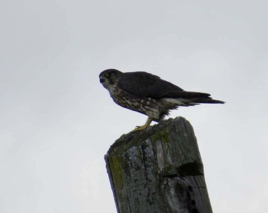 Merlin (Taiga) - ML643956239