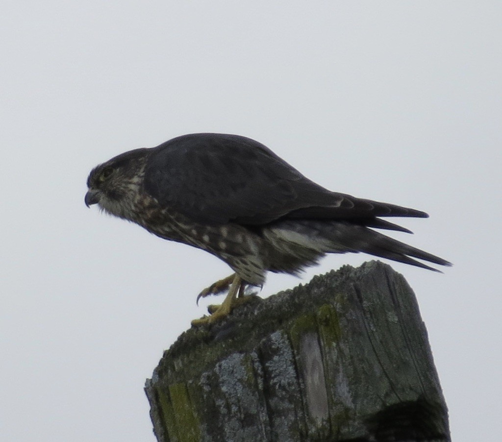 Merlin (Taiga) - ML643956247