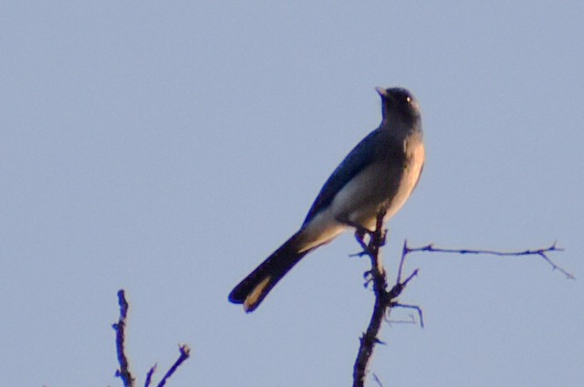 Mexican Jay - ML643956250