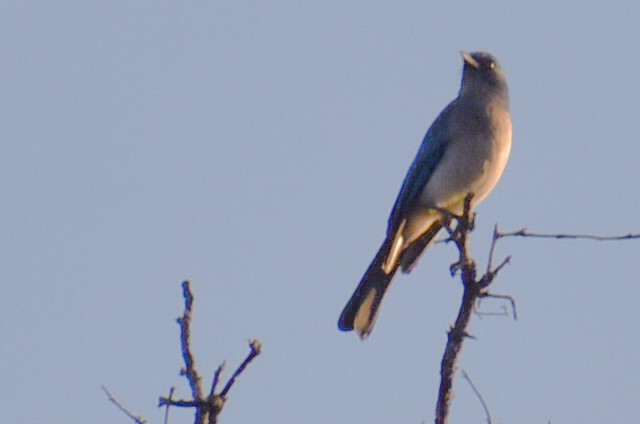 Mexican Jay - ML643956251