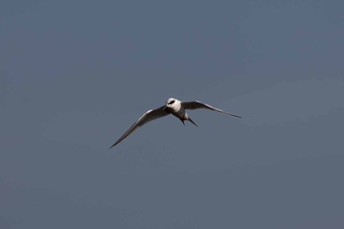 Forster's Tern - ML643956302