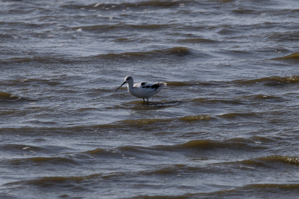 American Avocet - ML643956307