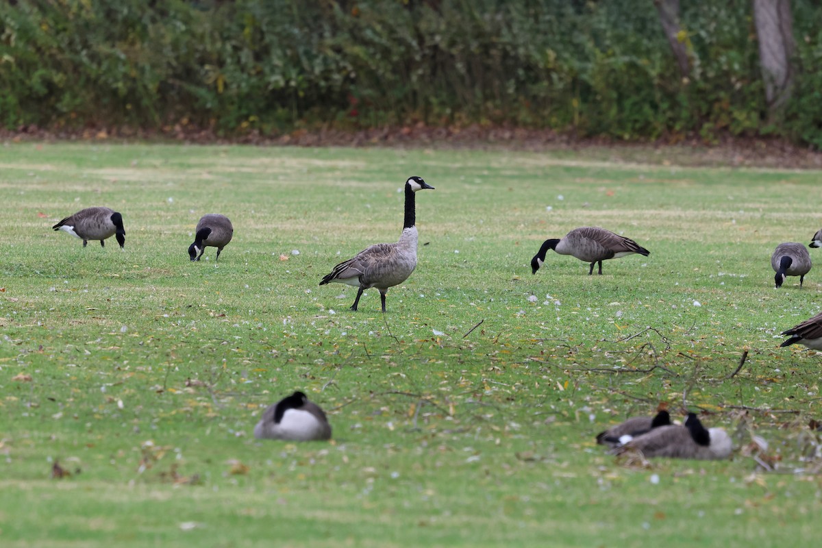 Canada Goose (moffitti/maxima) - ML643956317