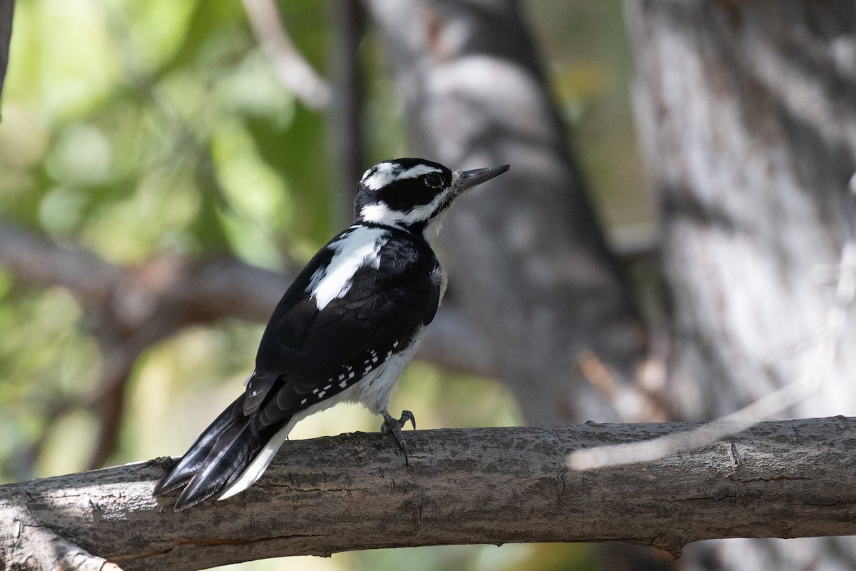 Hairy Woodpecker - ML643956335