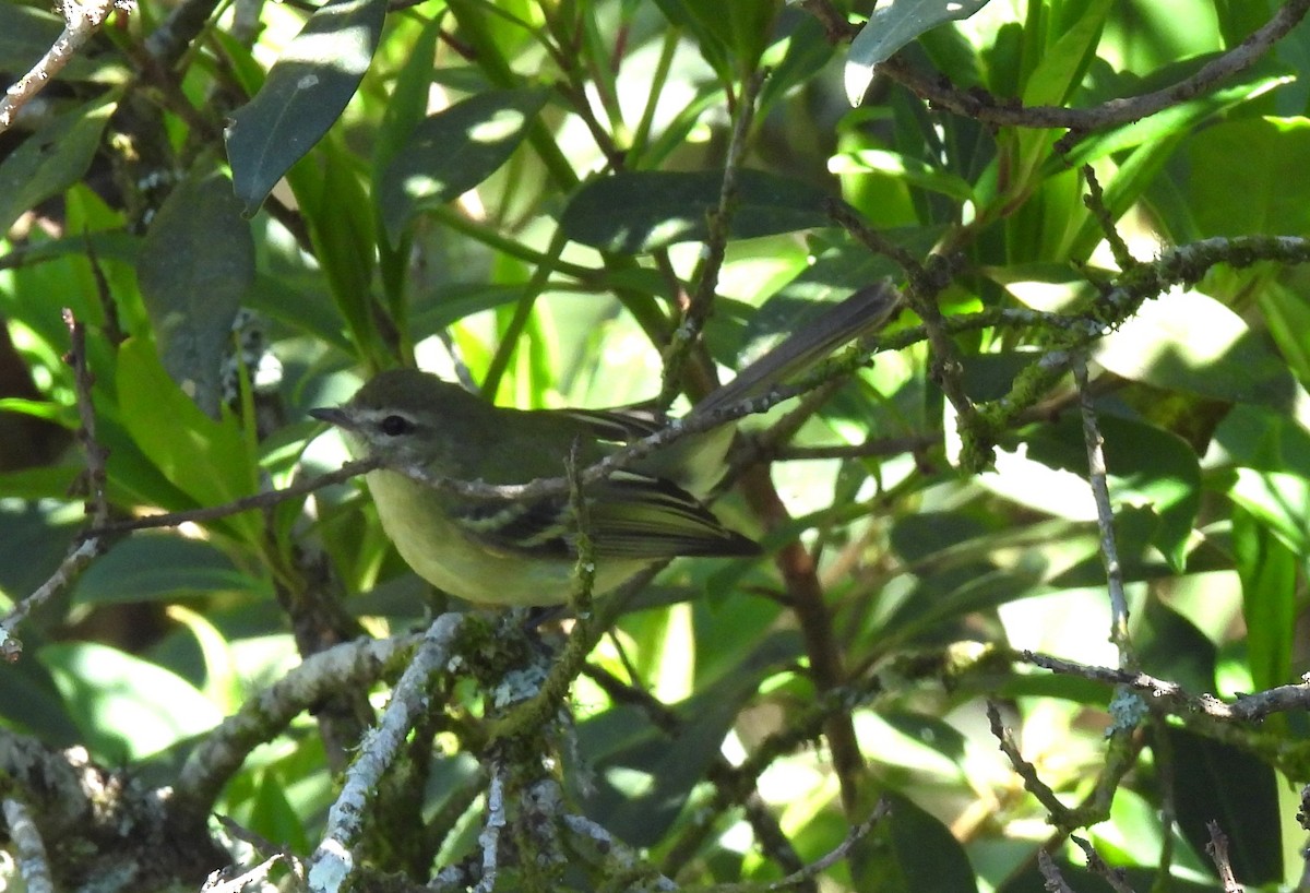 Planalto Tyrannulet - ML643956338