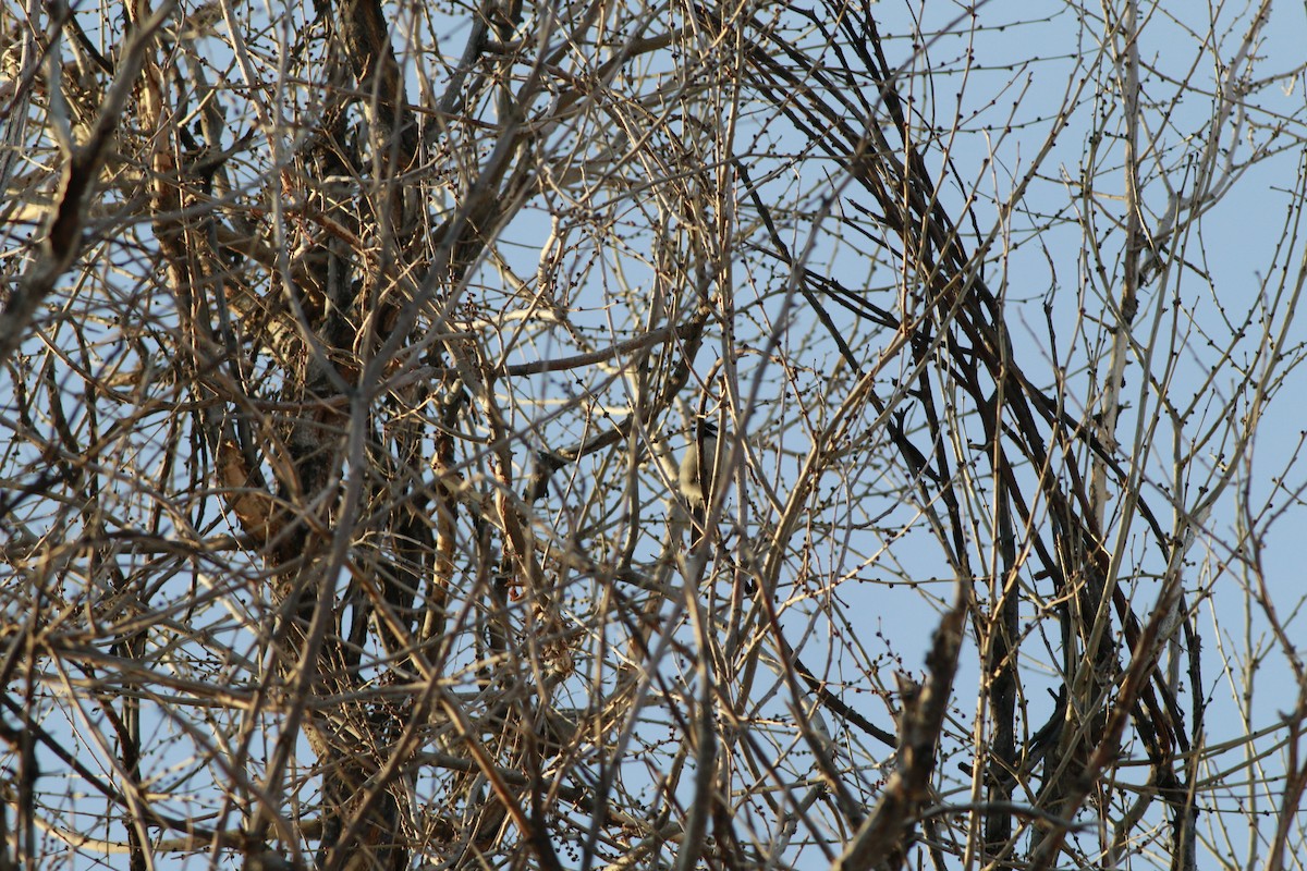 Black-capped Chickadee - ML643956341