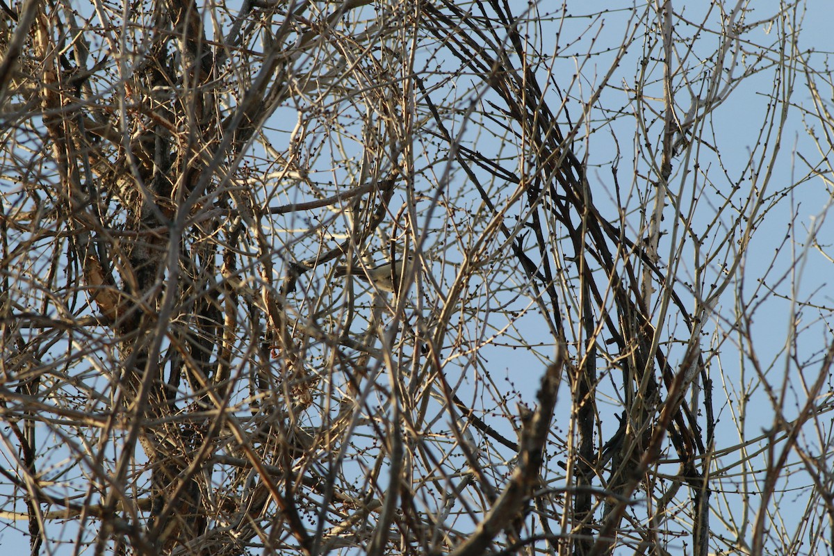 Black-capped Chickadee - ML643956342