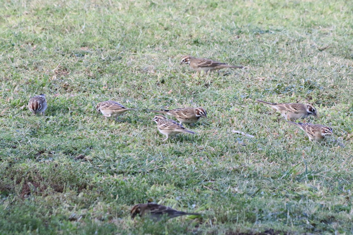 Lark Sparrow - ML643956346