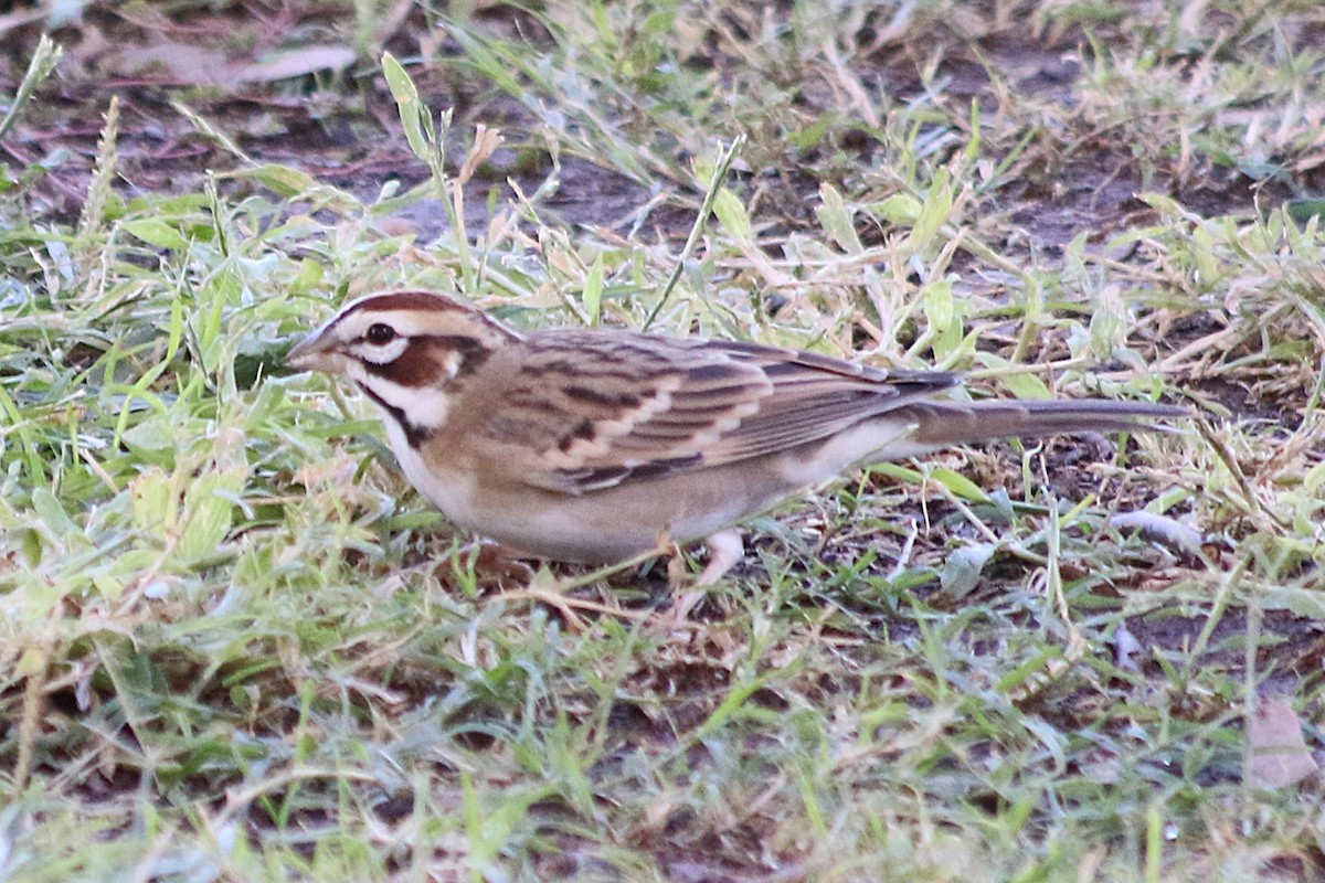 Lark Sparrow - ML643956347